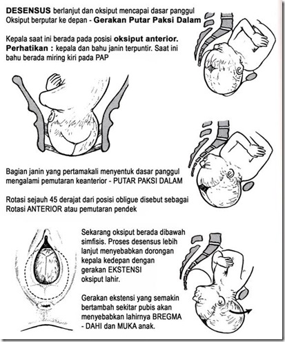 INFORMASI REPRODUKSI: MEKANISME PERSALINAN NORMAL